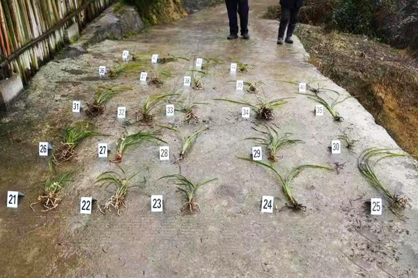 贵州长顺县公安局成功破获一起危害国家重点保护野生植物系列案